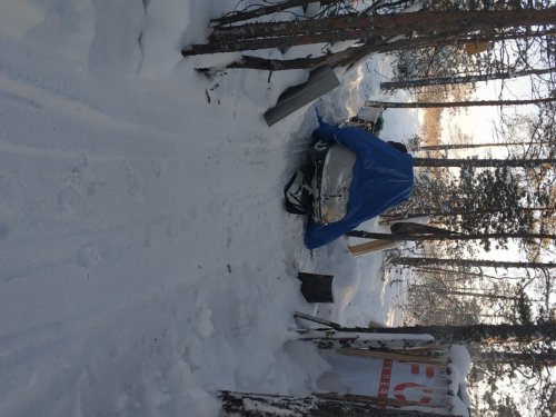Снежик в тайге