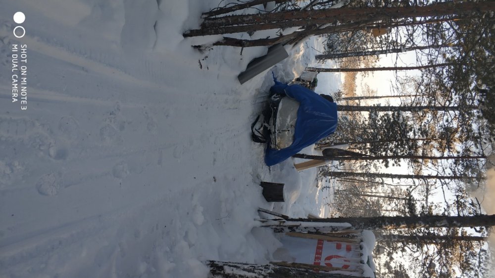 Снежик в тайге