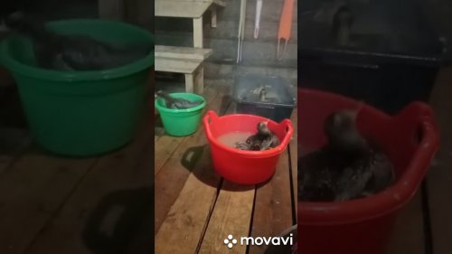 Банный день у уточек.