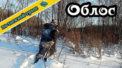 Жизнь в тайге. Один в лесу. Спасение облоса.