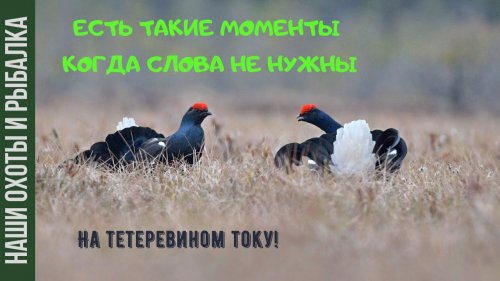 Есть такие моменты когда слова не нужны! | На тетеревином току. |Весенняя охота.