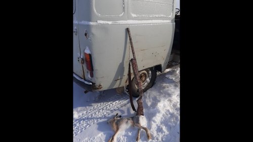 Заяц сам бежит, даже гончак не подгоняет!