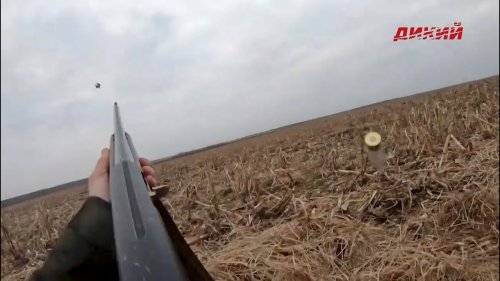 Охота в Беларуси на пролетного гуся. Часть 2