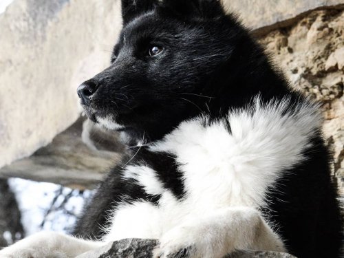 Шах. Величие и грация