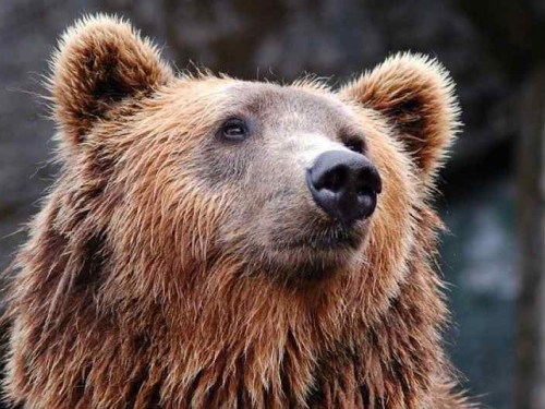 Медведь гонялся за велосипедистами в Новосибирской области