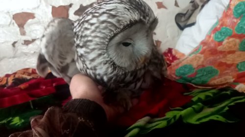 сова