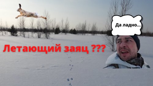 Охота на зайца зимой 2021. Летающий заяц. Hare hunting in winter in Siberia