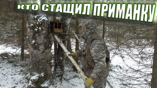 Охота на соболя капканами сезон 2020-2021.Настораживаю путик.Промысел соболя в Сибири