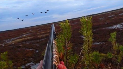 ????Охота на Гуся и Селезня????.Только выстрелы прошлых сезонов.