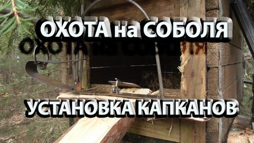 Охота на соболя капканами новый сезон 2020-2021.Налаживаю путик
