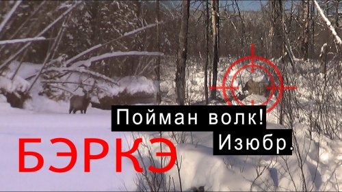 Пойман волк! "Неправильный" изюбр.