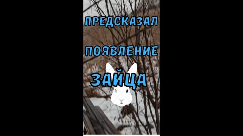 Предсказал появление зайца | Осенняя охота #shorts