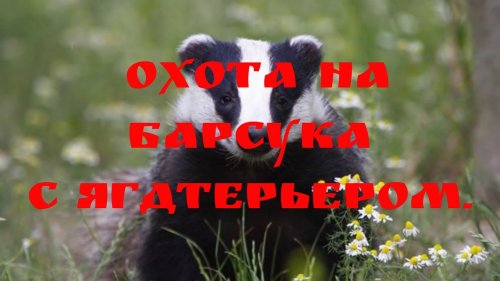 Охота на барсука с ягдтерьером.  2020г.