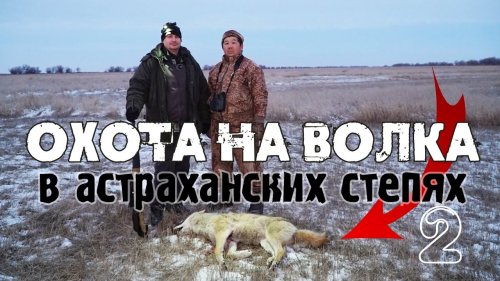 Волк загнал фермера на столб! Охотник успел вовремя.Охота на волка в астраханских степях.