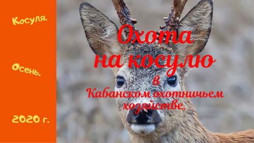 Охота на косулю в Кабанском охот  хозяйстве.