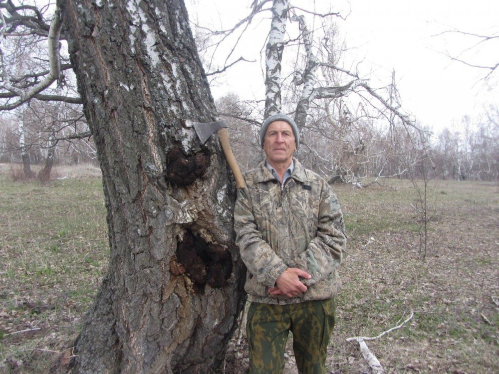 Чага.