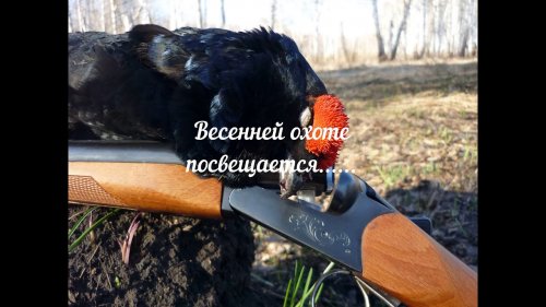 Весенняя охота.  Архивные видео - фото.