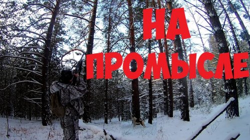 Охота с лайками.проверка капканов.ИДЕМ НА ПУТИК