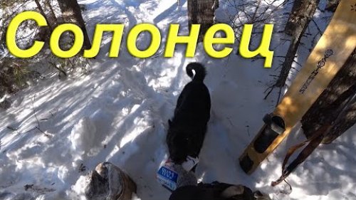 Обновляю универсальный СОЛОНЕЦ в лесу. Поход на лыжах по прочищенной от хлама осенью дороге.
