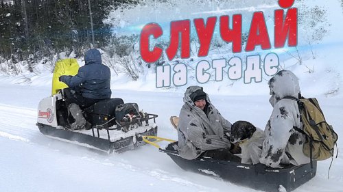 Случай на стаде. Подкормка оленей.