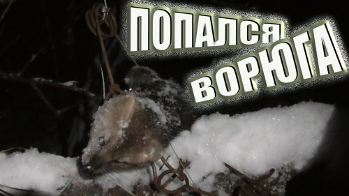 Охота на соболя.Проверка капканов ноябрь 2020 новое видео.(поход в темноте по лесу,ужас)