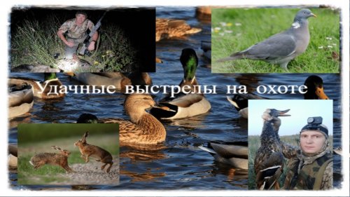 Удачные выстрелы на охоте