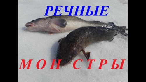 Рыбалка. Ловля Речных Монстров.