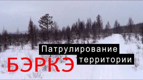 Патрулирование территории. Волки не дремлют.