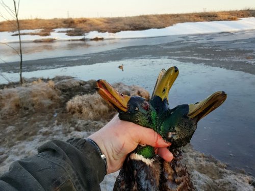 Апрельская зорька с подсадной.