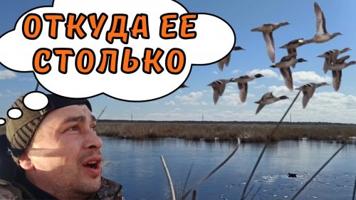 Весенняя охота 2021 с подсадной уткой в  Бехтеньском охотхозяйстве