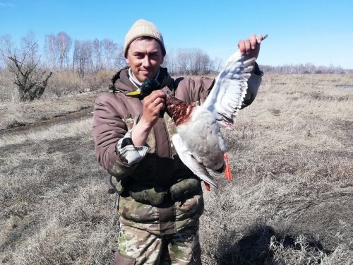 В день по крякашу)