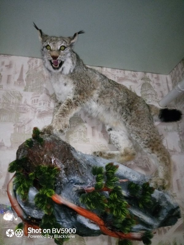 Рыська