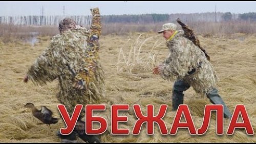 Охота весной. Подсадная делает ноги. Hunting in the spring. The decoy duck runs away