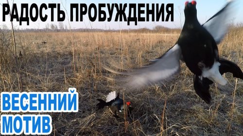 Радость пробуждения Весенний мотив