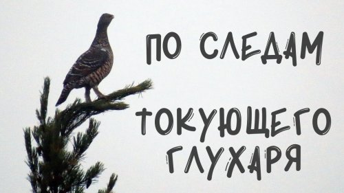 В поисках глухариного тока