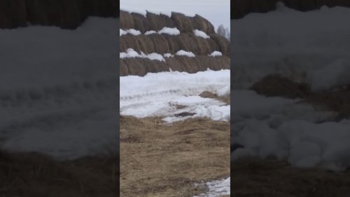 скворцы 2021