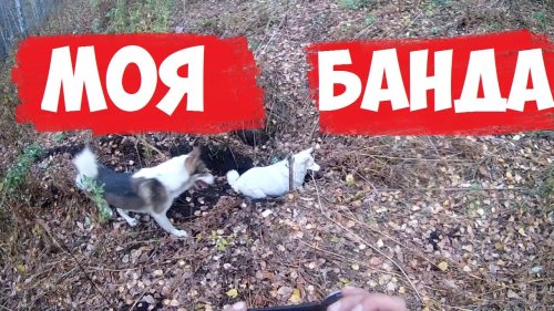 охота с лайками.Сибирская тайга