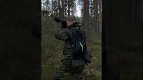 На глухарином току.