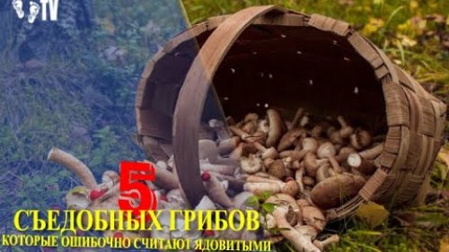 5 СЪЕДОБНЫХ ГРИБОВ КОТОРЫЕ ОШИБОЧНО СЧИТАЮТ ЯДОВИТЫМИ