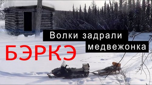 Волки задрали медвежонка.