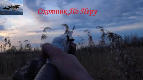 Охота на селезня 2021 "Самцы сходят с ума"