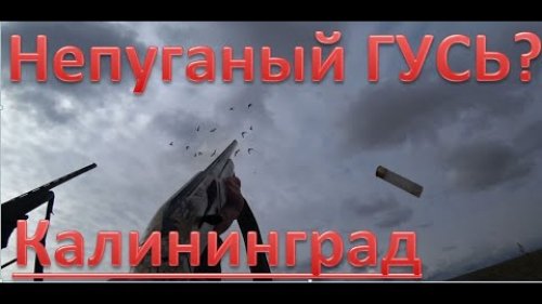 Охота на непуганого гуся 2021. Калининградская область. Hunting for a not frightened goose. 4K