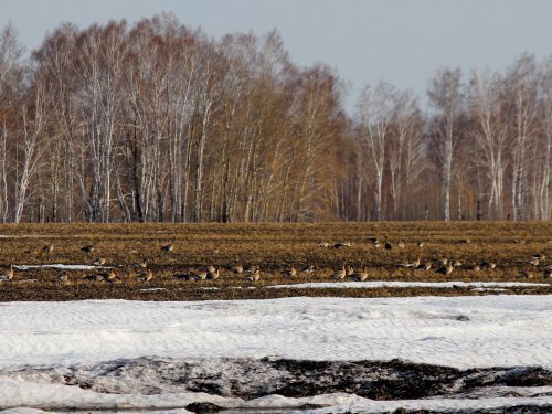 Есть гуси