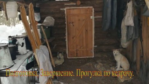 Подготовка часть 4. Завершение. Прогулка по кедрачу с лайками ЗСЛ.