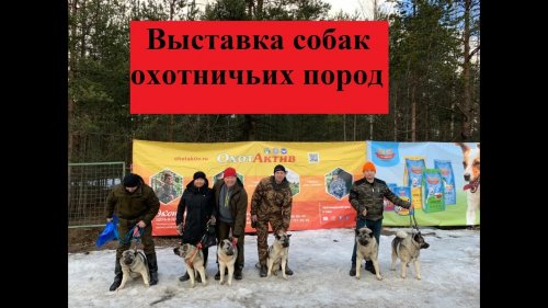 Выставка собак охотничьих пород. Эльхунды, карельские лайки, гончаки и прочие породы собак.
