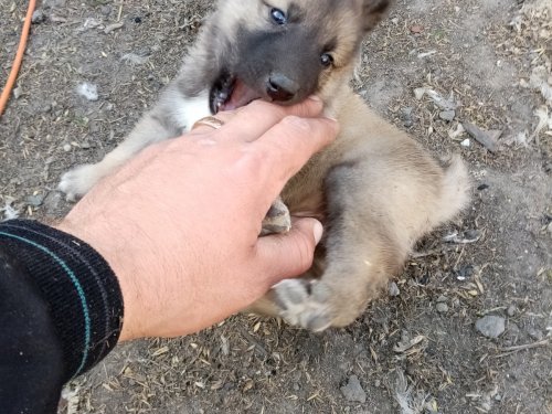 Лайчатам 1 месяц