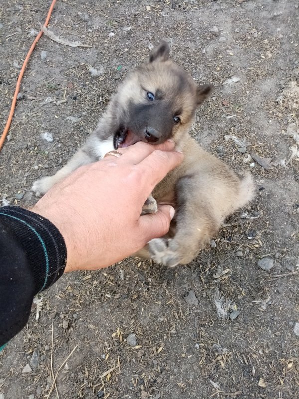 Лайчатам 1 месяц