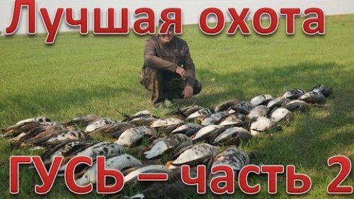 Лучшая охота по гусю часть №2. Десятки налетов. The best goose hunt, part 2. 4K