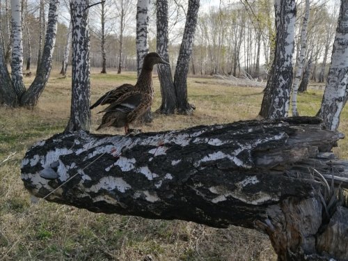 Подружка