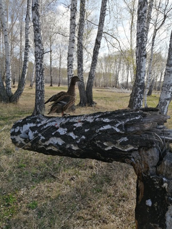Подружка